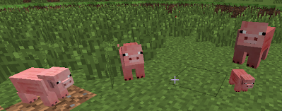Varying Sizes in Pigs